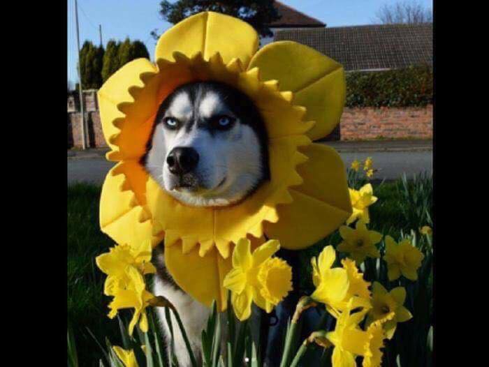 perro feliz en primavera